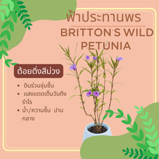 ต้นฟ้าประทานพร ต้นต้อยติ่ง  Brittons Wild Petunia/Mexican Bluebell/Mexican Petunia ruellias, wild petunias