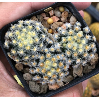 🌼🌼🌼Mammillaria schiedeana cv. HIME MYOJO แมมเมียวโจ ❤️❤️ Selected Form คัดฟอร์มขน ขนทองสวย ก้านเข้ม🥰ลูกไม้ญี่ปุ่น