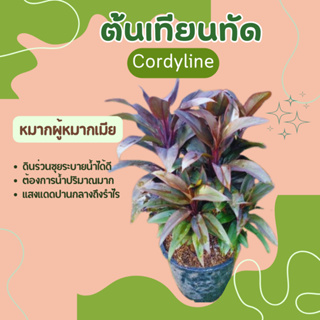 ต้นเทียนทัด หมากผู้หมากเมีย Cordyline, Ti plant, Dracaena Palm