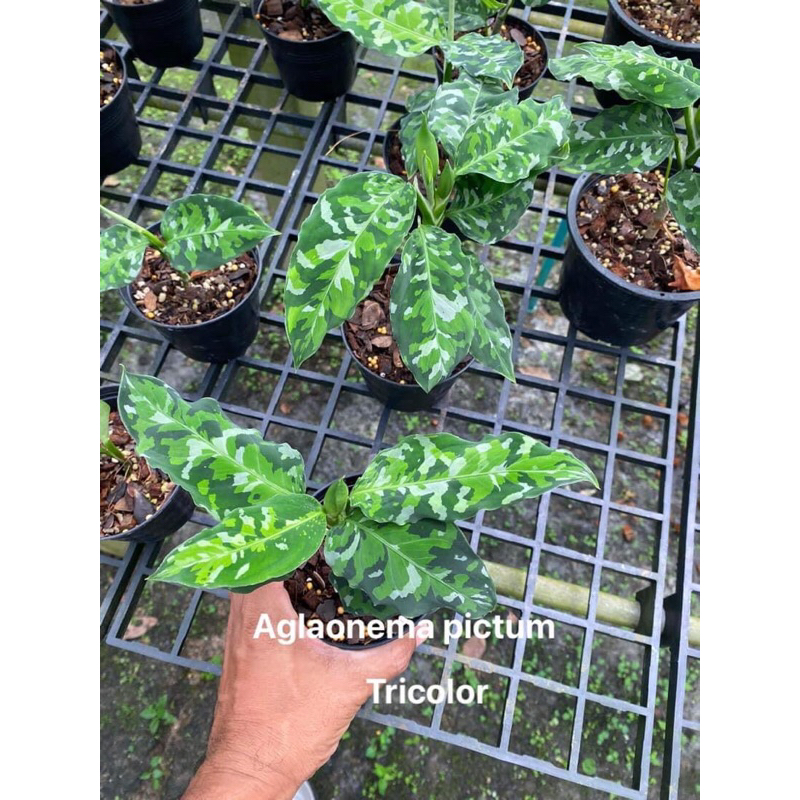 aglonema-pictum-tricolor-เสืออพรานสามสี-ไม้หายากราคาถูก