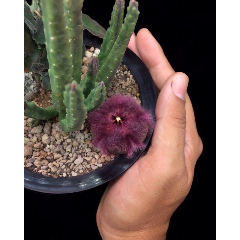 stapelia-obducta-เก๋งจีนหายาก-เด็ดสด1กิ่ง