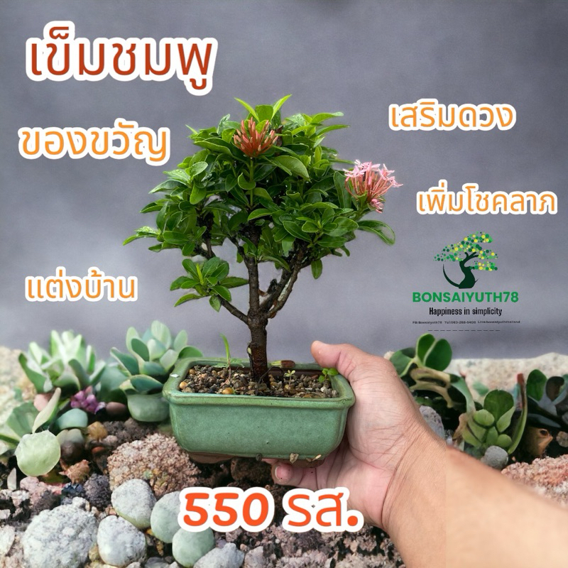 บอนไซจิ๋ว-หลากหลายสายพันธุ์-รวมส่ง24ชั่วโมง