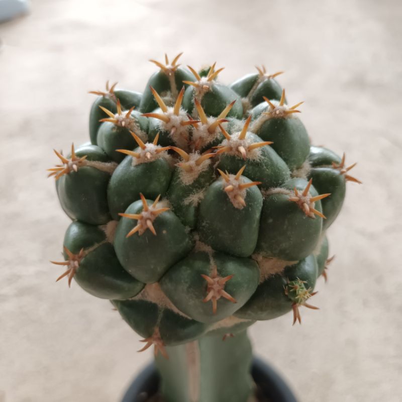 ช้างแคคตัส-coryphantha-elephantidens-ไม้กร๊าฟ