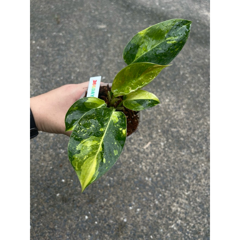 กรีนคองโก-ฟิโลกรีนคองโกไฮบริด-philodendron-green-congo-hybrid-var