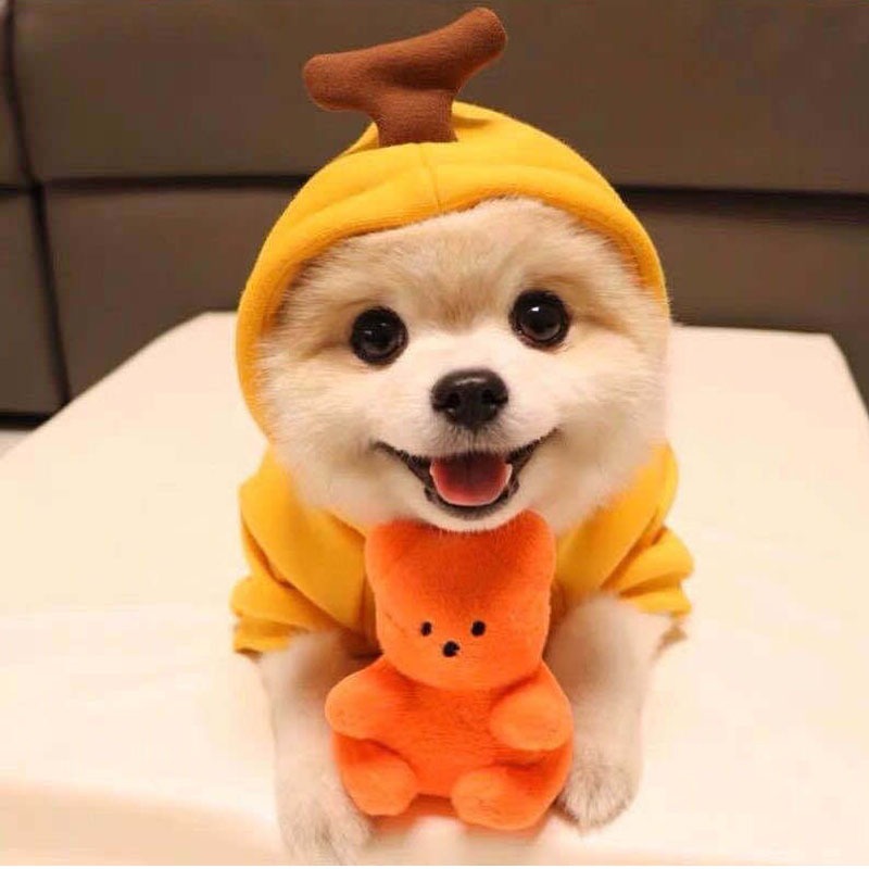 หมวกสุนัขน่ารัก