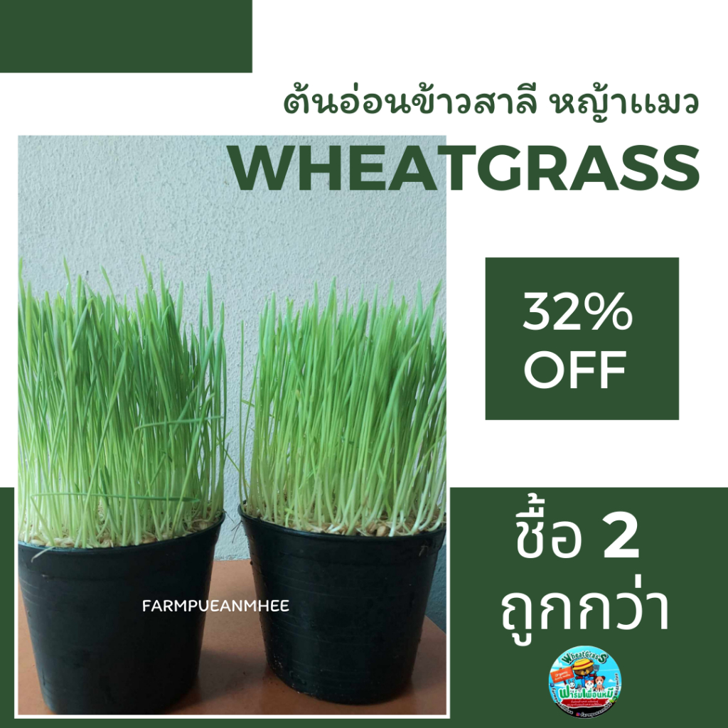 หญ้าเเมว-ต้นอ่อนข้าวสาลี-wheatgrass-จำนวน-2-กระถาง