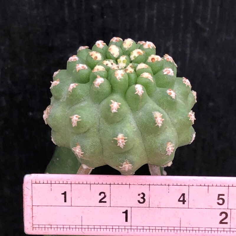 พร้อมส่ง-แคคตัส-ปิกเมโอซีรีอุสบีลีฟ-pygmaeocereus-bieblii-cactus-หนามมุกมิ๊ง-ไม้กราฟ-จำนวน-1-ต้น