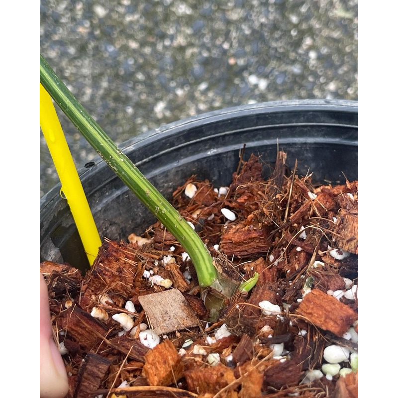 ส่งต้นในภาพ-ฟิโลไวโอลินด่าง-ฟิโลไวโอลีนด่าง-ฟิโล-ด่างเหลือง-philodendron-bipennifolium-var
