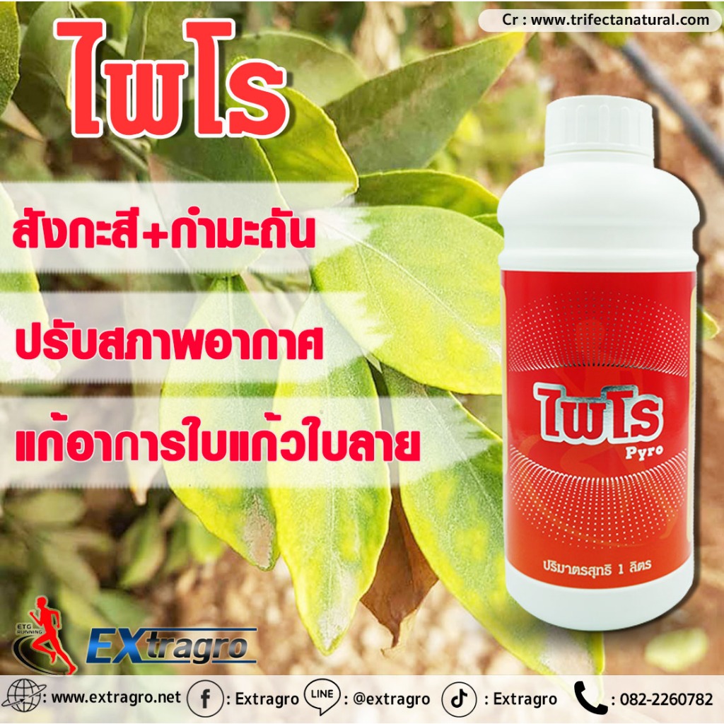 ไพโร-1l-ธาตุอาหารรอง-ธาตุอาหารเสริม-สังกะสี-กำมะถัน-ปรับสภาพอากาศ-แก้อาการใบแก้วใบลาย-พืชขาดธาตุสังกะสี