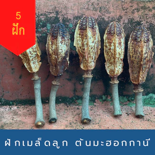 ฝักเมล็ดลูกมะฮอกกานี แกนในฝักมะฮอกกานี ตากแห้ง 5 ชิ้น