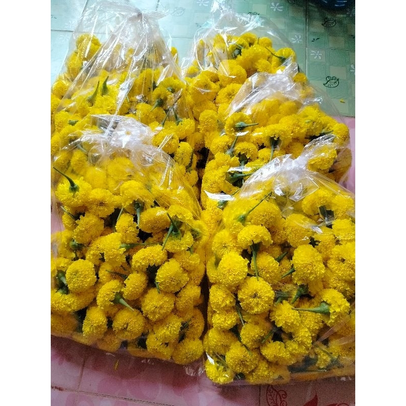 ดอกดาวเรืองสด ไซร้รวม จิ๋ว +เล็ก ขนาด 2- 4 เซนติเมตร ชุดละ 100 ดอก 45 ...