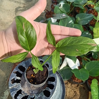 ❤️ (1/11/66) Syngonium Podophyllum Variegeted 🌱 เงินไหลมาด่างชมพู ด่างสวย 🌱 ไม้ด่าง ไม้ฟอกอากาศ [SPV]