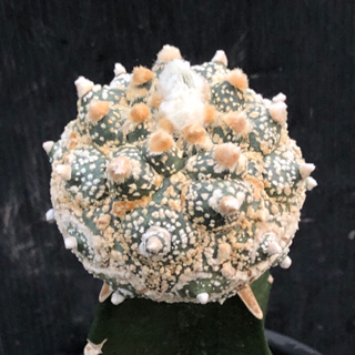 [พร้อมส่ง]🌵 แคคตัส แอสโตร กิ๊กโก๊ะ Astrophytum asterias kikko cactus ไม้กราฟ จำนวน 1 ต้น