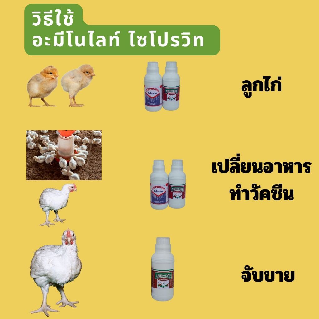 อาหารเสริมไก่-กรดอะมีโน-aminolyte-ไก่เนื้อ-เป็ดไข่-ไก่ไข่-เป็ดเนื้อ