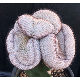 [พร้อมส่ง]🌵 แคคตัส แมมคริสเปเรส หนามตรง mammillaria perezdelarosae subs. andersoniana f.cristata cactus จำนวน 1 ต้น