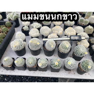 แมมขนนกขาว (Mammillaria plumosa )