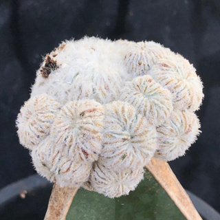 [พร้อมส่ง]🌵 แคคตัส เปเล่มอนส์ Pelecyphora aselliformis f. monstruosa cactus ไม้กราฟ จำนวน 1 ต้น