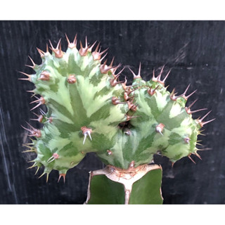 [พร้อมส่ง]🌵 ยูโฟเบียคริส ฮอวูดิไอ euphorbia horwoodii f.cristata ไม้กราฟ จำนวน 1 ต้น