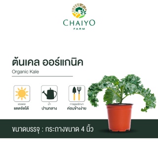 ต้นเคล ออร์แกนิค Organic Kale กระถาง 4 นิ้ว