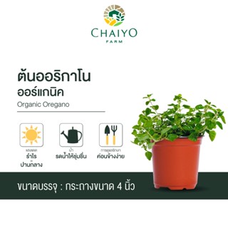 ต้นออริกาโน ออร์แกนิค Organic Oregano กระถาง 4 นิ้ว