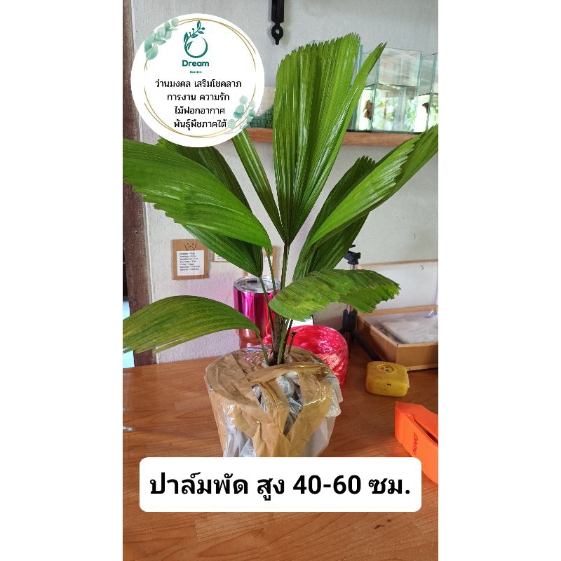 ต้นปาล์มพัด-สูง-20-30ซม-ส่งทั้งกระถาง