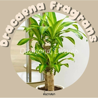 Dracaena fragrans ต้นวาสนา จัดส่งแบบห่อตุ้ม ต้นไม้แข็งแรงมาก