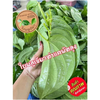 ใบพลูเขียวใต้ (จำนวน 1000 กรัม) พลูท่าแคพัทลุง พลูกินหมาก พลูคัด พลูพาไปม้วน ไซส์รวม เก็บสดจากสวนทุกวัน photo