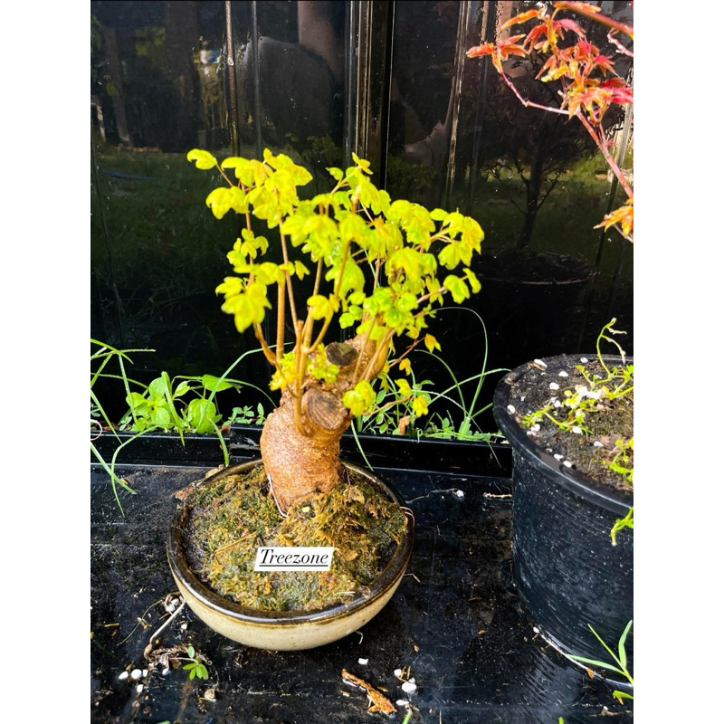 Acer buergerianum Trident Maple Toh-Kaede (唐楓, トウカエデ) #bonsai ต้นเม ...