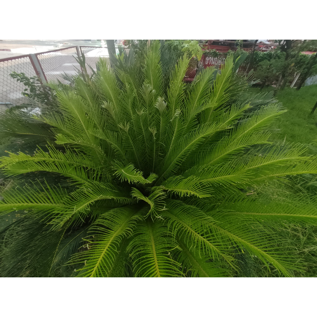ต้น ปรงญี่ปุ่น Sago palm พร้อมปลูกในถุงดำ 59 บาท ปรง Cycad เลี้ยงง่าย ...