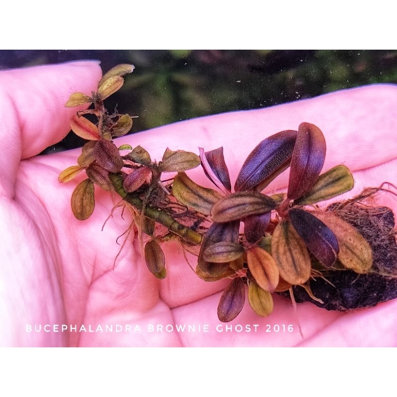 👻💯bucephalandra brownie ghost 2011-2012/ 2015 / 2016 / 2017 ใบ