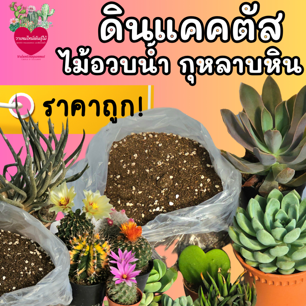 ดินปลูกแคคตัส ไม้อวบน้ำ สวนใช้เอง ดินดี ราคาถูก cactus&succulent soil