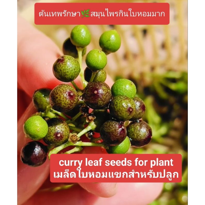 Seed Packet For Planting 70 Curry Leaf Seeds - For Growing Curry Leaf Plant  (Murraya Koenigii), Not Live Plants, Gardening Herb Seeds Herb Seeds For  Home Garden