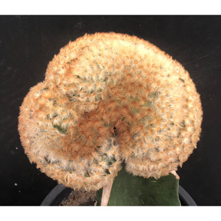 [พร้อมส่ง]🌵 แคคตัส แมมคริส คามิเน่ บุดด้า mammillaria carmenae f.cristata cv.buddha cactus ไม้กราฟ จำนวน 1 ต้น