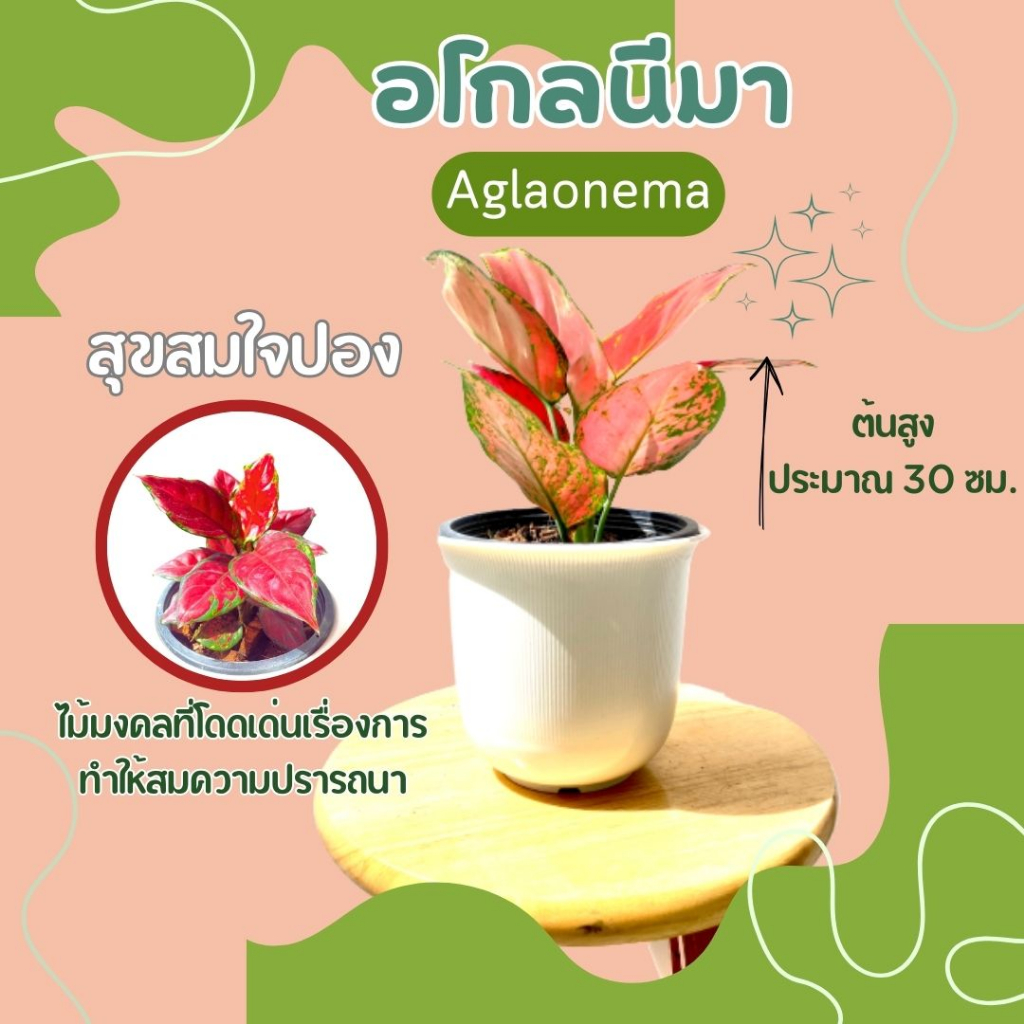 อโกลนีมา-สุขสมใจปอง-aglaonema