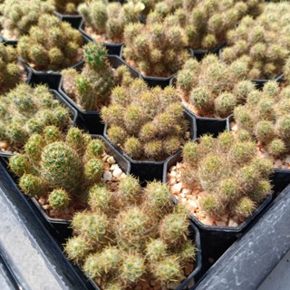 แคคตัส กระบองเพชร แมมมิราเรีย แมมเม็ดพริก หนามทอง mammillaria Prolifera