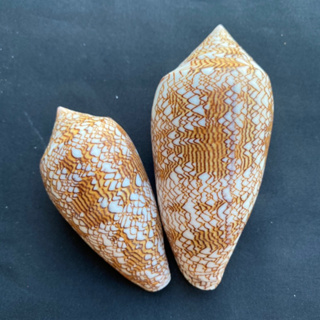 Brocade taro Sea Conch shell Cone conch เปลือกกะลา hua