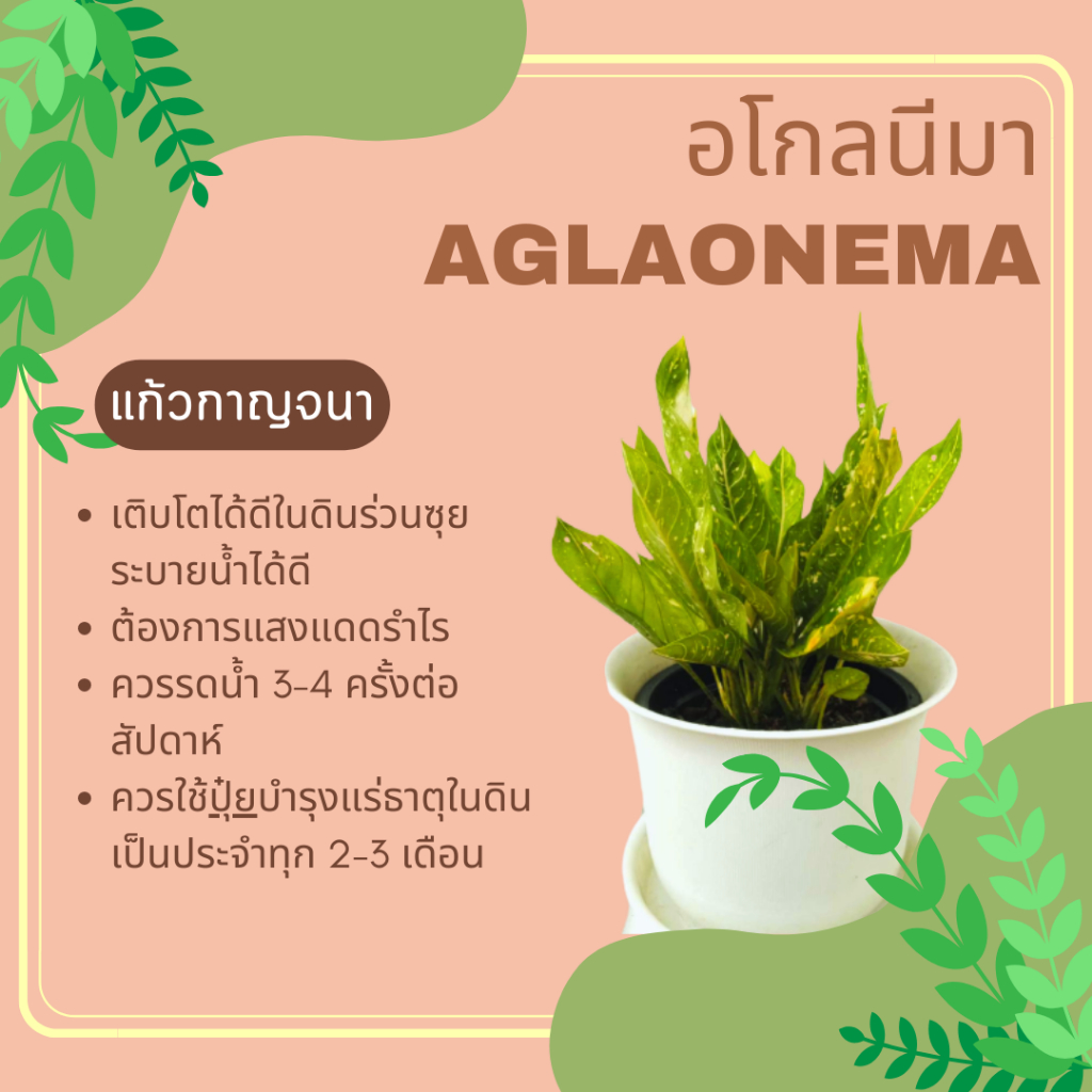 อโกลนีมา-แก้วกาญจนา-aglaonema