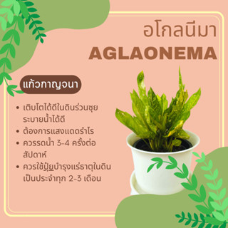 อโกลนีมา แก้วกาญจนา Aglaonema