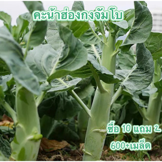 เมล็ด​พันธุ์​คะน้าเห็ดหอมฮ่องกง​จัมโบ้ถูกที่สุด4บ.🌿เมล็ดพันธุ์คะน้าเห็ดหอม 600 เมล็ด🌿ก้านยักษ์🌿อวบจริง🎈 ปลูกง่าย🥬 งอกไว