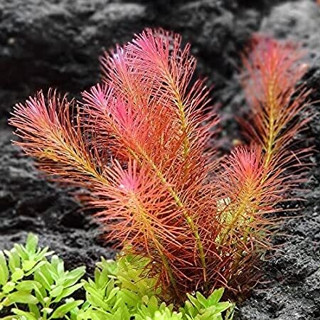 โรทาล่าลองลีฟ Rotala long leaf