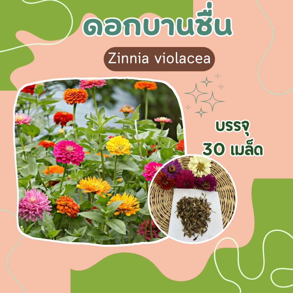 เมล็ดบานชื่น-30-เมล็ด-zinnia-violacea-elegant-zinnia-common-zinnia-youth-and-age