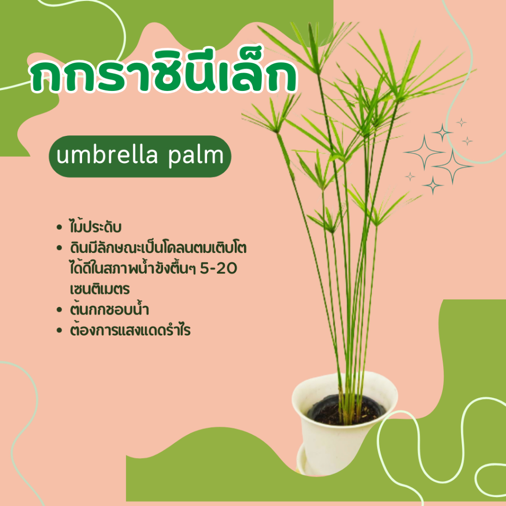 ต้นกก-กกราชินีเล็ก-umbrella-palm