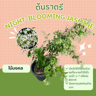 ต้นราตรี หรือ ต้นหอมดึก ไม้หอม ไม้ไทย Night-blooming jasmine, cestrum