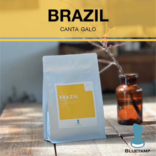 Brazil Canta Galo | บราซิล กันตา เกโล
