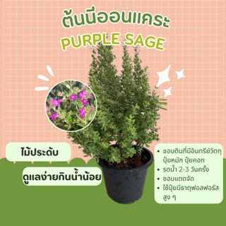 ต้นนีออนแคระ แสงนีออนแคระ Ash bush, Purple sage, Sensia, Silverleaf, Texas ranger, White sage