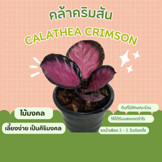 คล้าคริมสัน Calathea Crimson