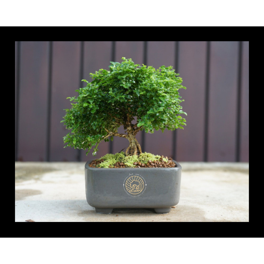 แก้วแคระ ใบละเอียด Dwarf Kamini (Dwarf Murraya Paniculata) ดอกสีขาว บอน ...