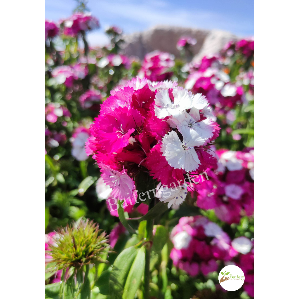 ต้นกล้าดอกสวีทวิลเลี่ยมคละสี-ดอกไม้กินได้-สวยงาม-เลี้ยงง่าย