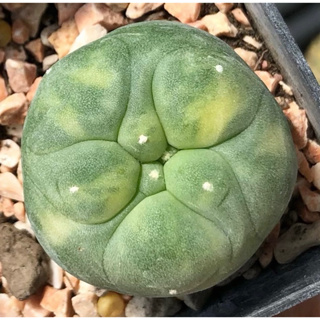 💕💖 ลายด่างสวยละมุนมากก🧚🏻‍♀️ 🐷🐽🐷เจ้าเปาด่าง Lophophora Diffusa koike variegata หน้าอ้วน🐽สวย  ผิวดีงามอย่างเนียนมาก