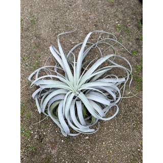 Tillandsia Xerographica